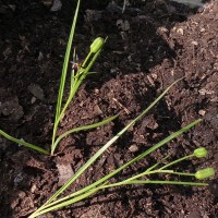 Iphigenia indica (L.) A.Gray ex Kunth